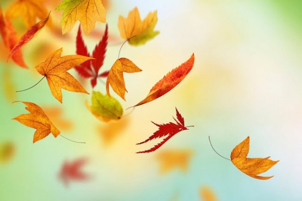 Autumn-Fall-Leaves-HD